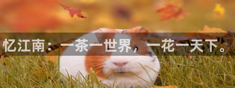 金年会信誉