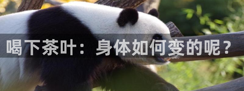 世界杯金年会app下载
