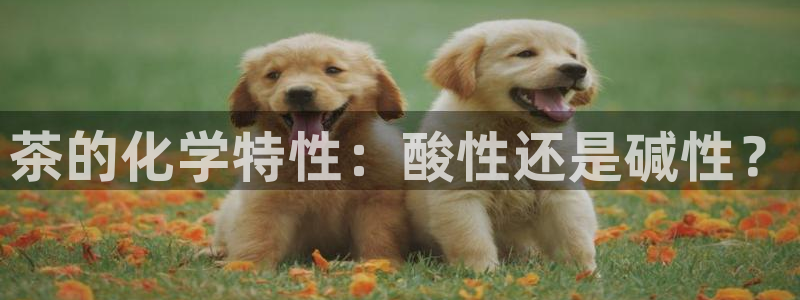 澳门金年会棋牌