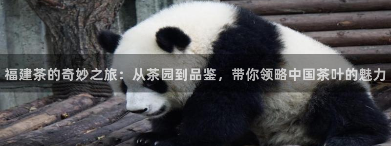 金汉江年会