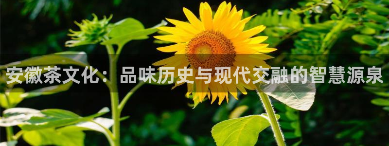 金年会金字招牌诚信至上