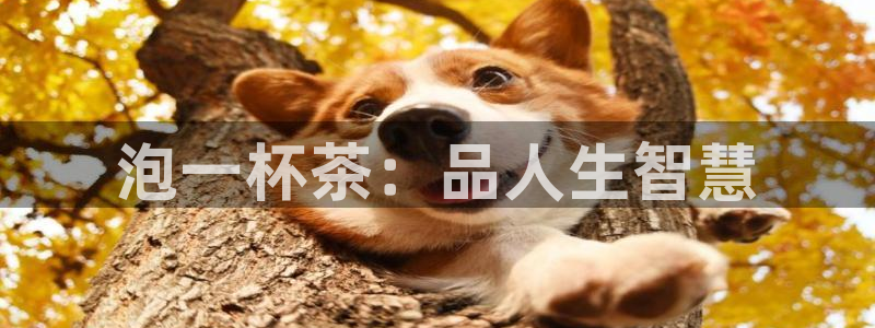 金年会体育app下载